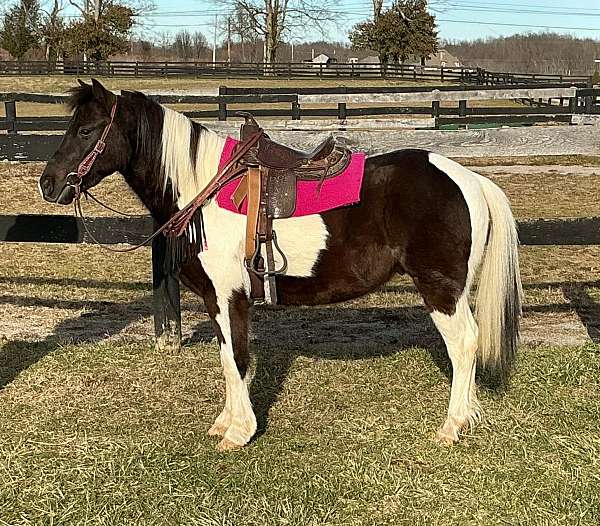 pinto-black-n-white-pony