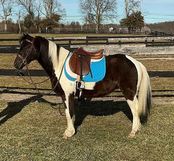black-n-white-pony