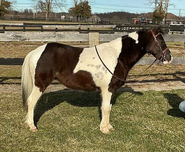 all-around-pony
