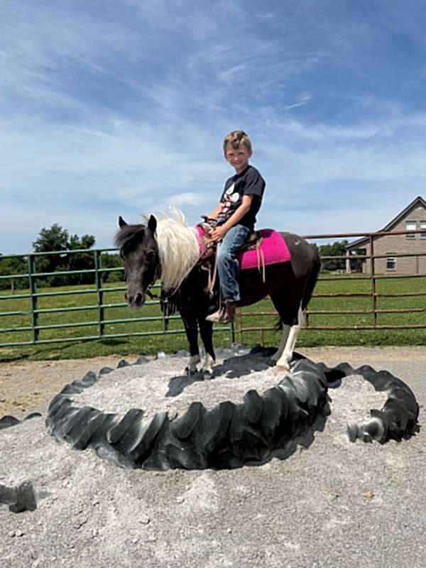 pinto-black-n-white-pony