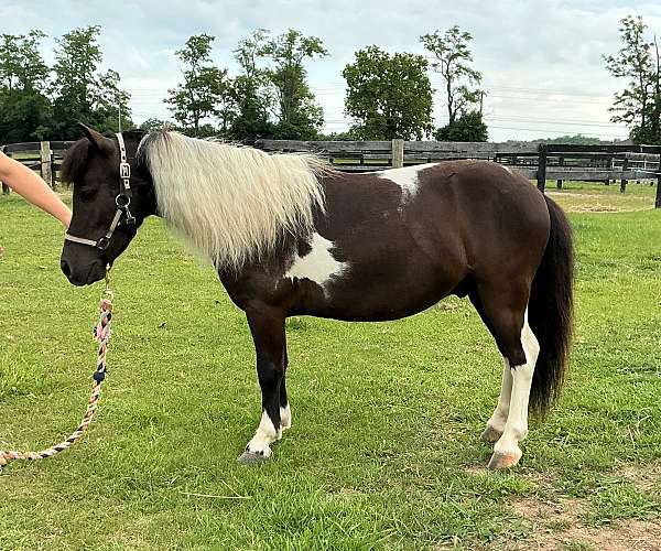 beginner-pony