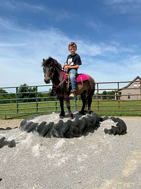 beginner-pony