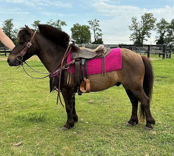 driving-pony