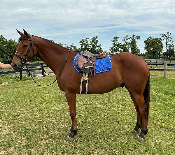 all-around-appendix-horse