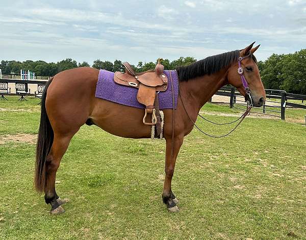 athletic-appendix-horse