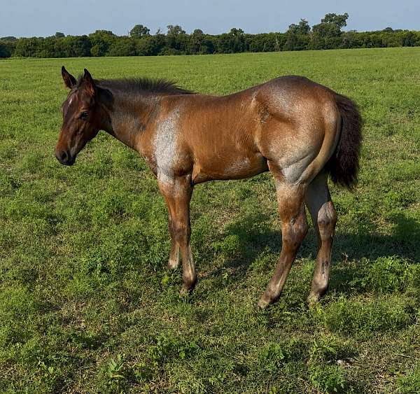quarter-horse-colt