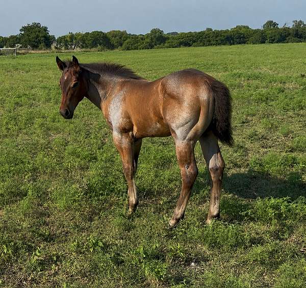 quarter-horse-for-sale