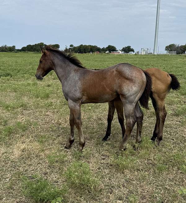 quarter-horse