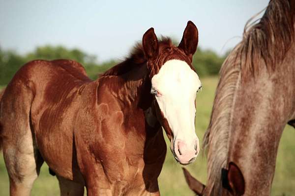 red-roan-splash-white-horse