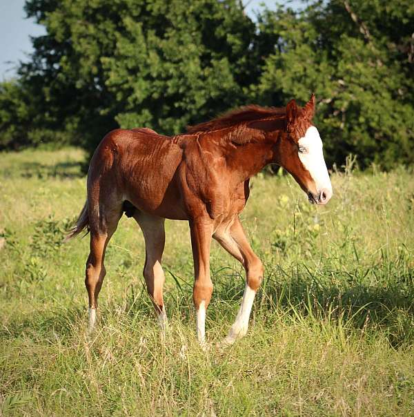 splash-white-horse