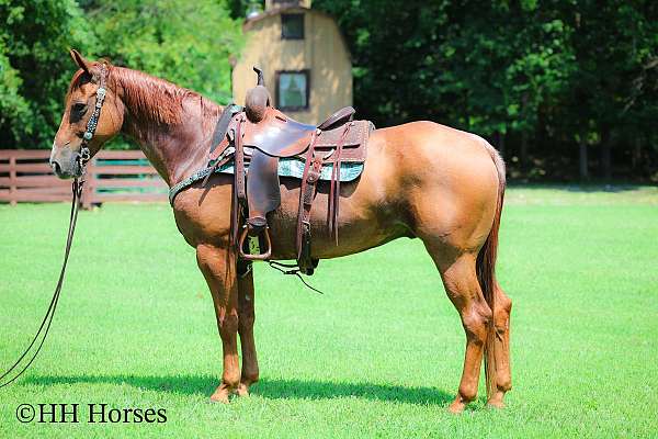red-roan-trail-class-com-horse