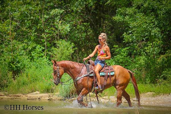 athletic-quarter-horse