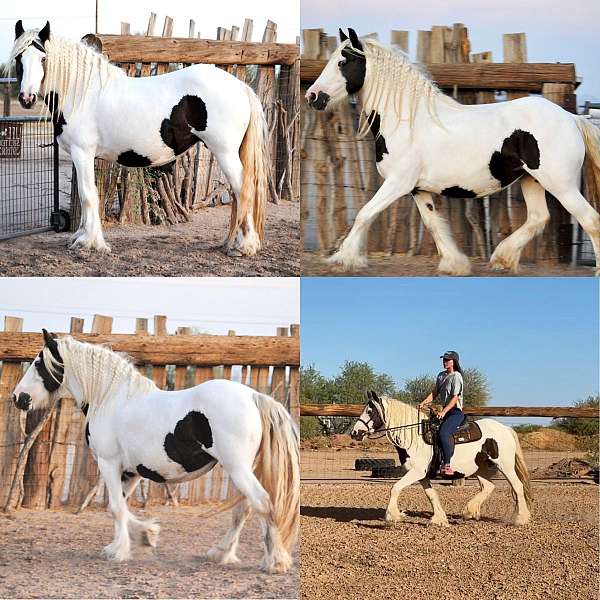 silver-pony