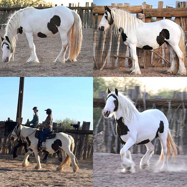 tobiano-silver-pony