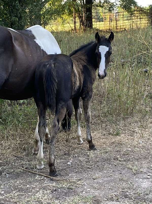 all-around-homozygous-black-colt