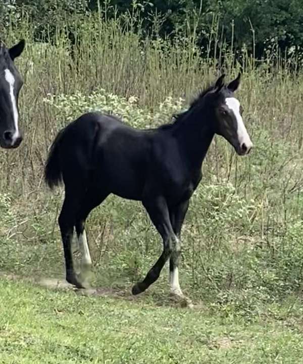 all-around-homozygous-black-horse