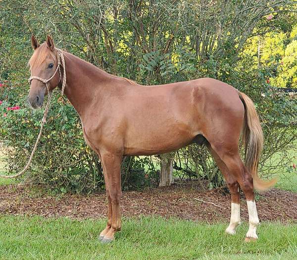 2-hind-socks-horse