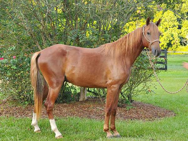 chestnut-2-hind-socks-horse