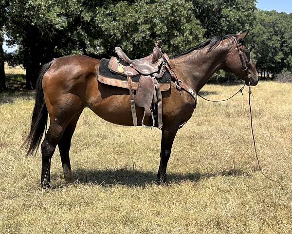 all-around-thoroughbred-horse