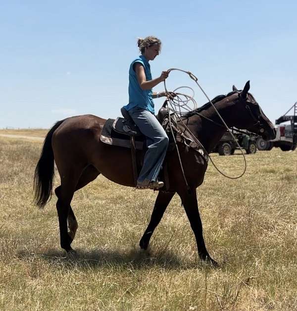 barrel-thoroughbred-horse