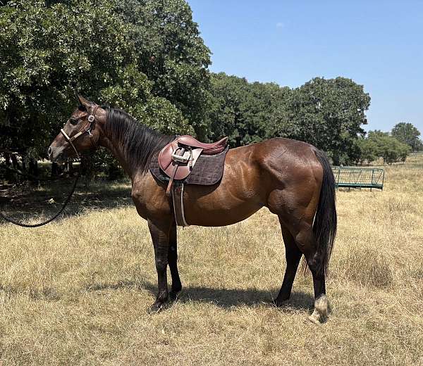 athletic-thoroughbred-horse