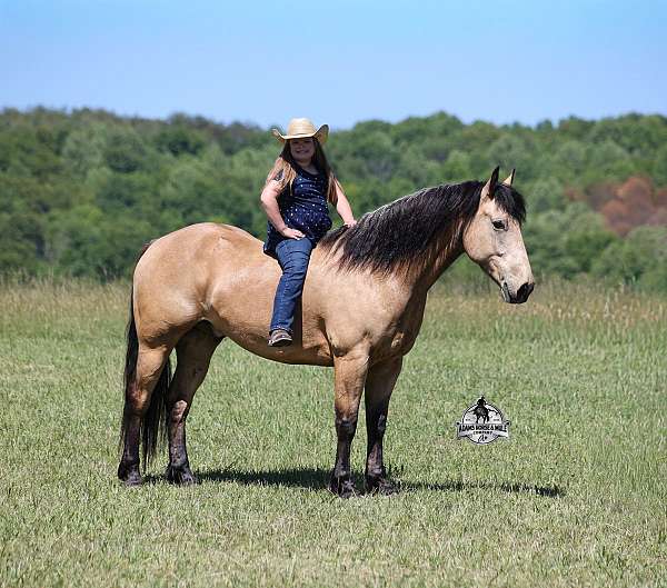 dark-points-horse