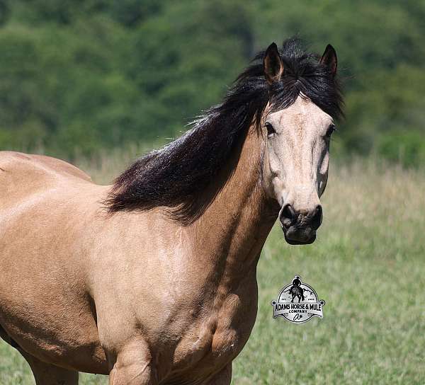 quarter-horse