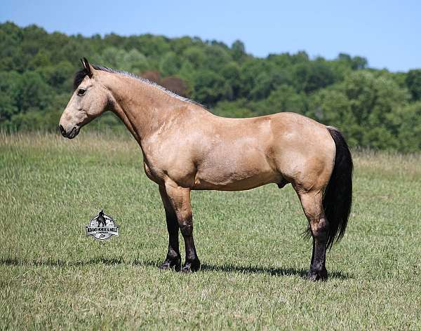 buckskin-dark-points-horse