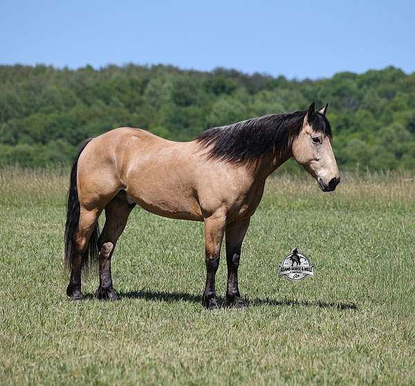 ranch-work-quarter-horse