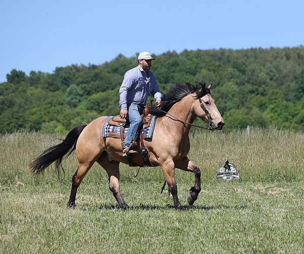 beginner-safe-quarter-horse