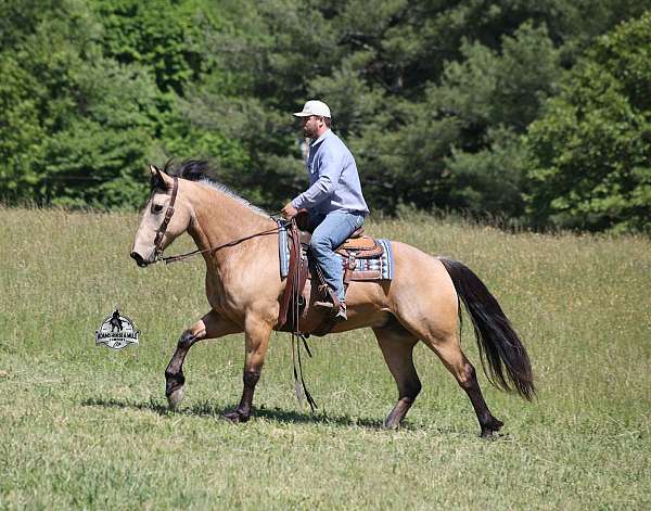 family-horse-quarter