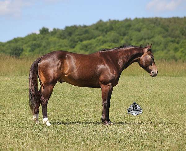buckskin-dark-points-horse