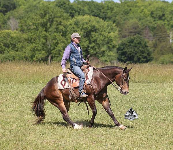 quarter-horse