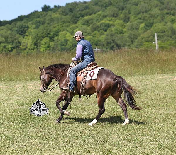 ranch-work-quarter-horse