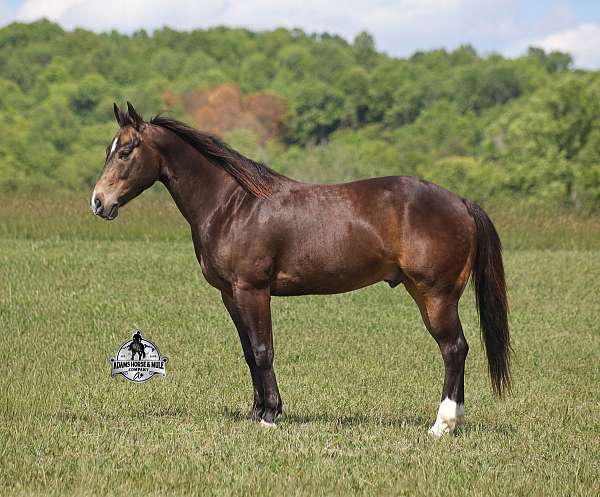 beginner-safe-quarter-horse