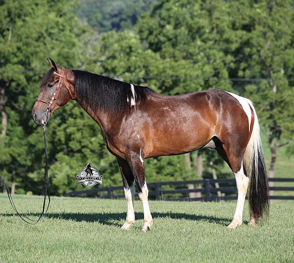 quarter-horse-tennessee-walking