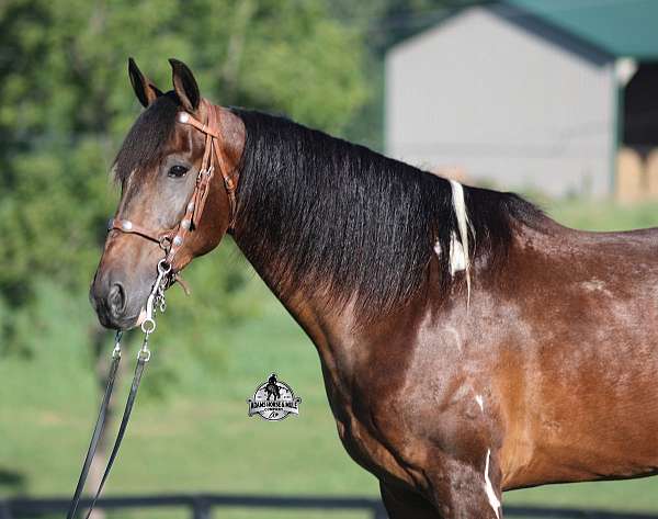 ranch-work-tennessee-walking-horse