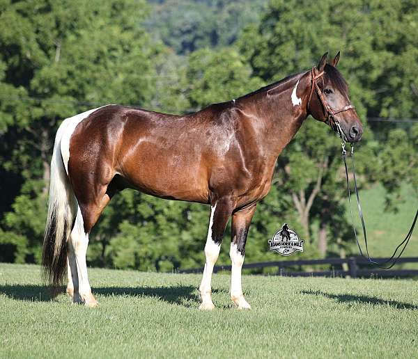 beginner-safe-tennessee-walking-horse