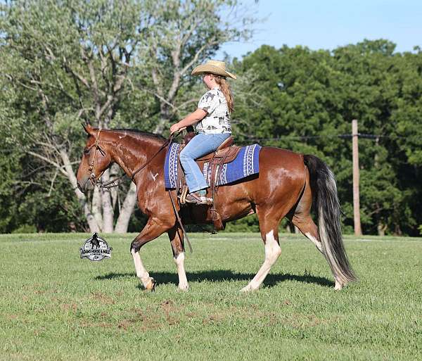 tobiano-4-stockings-horse
