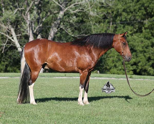 quarter-horse-tennessee-walking