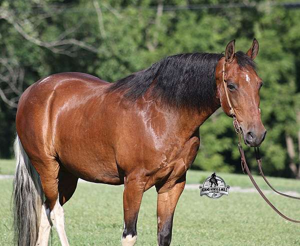 ranch-work-tennessee-walking-horse