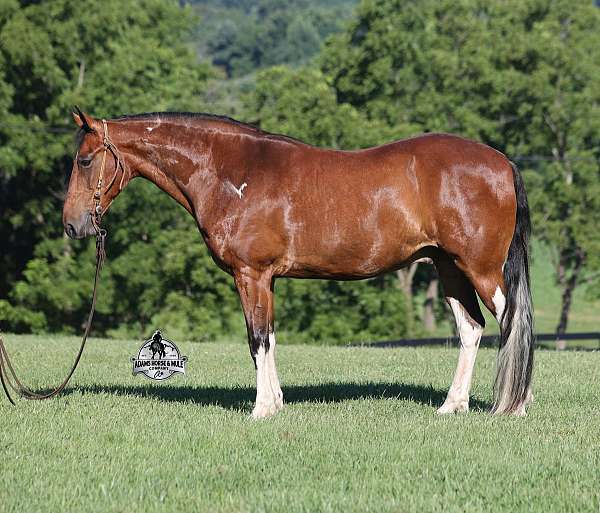 beginner-safe-tennessee-walking-horse