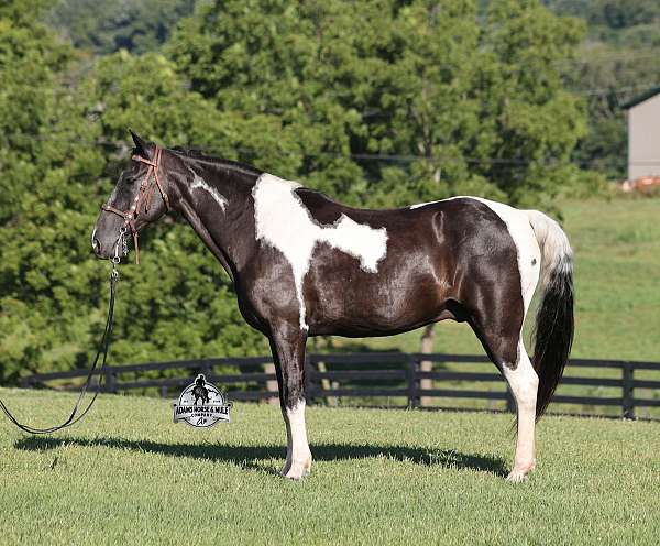 quarter-horse-tennessee-walking