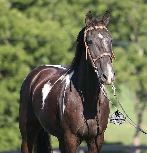 ranch-work-tennessee-walking-horse