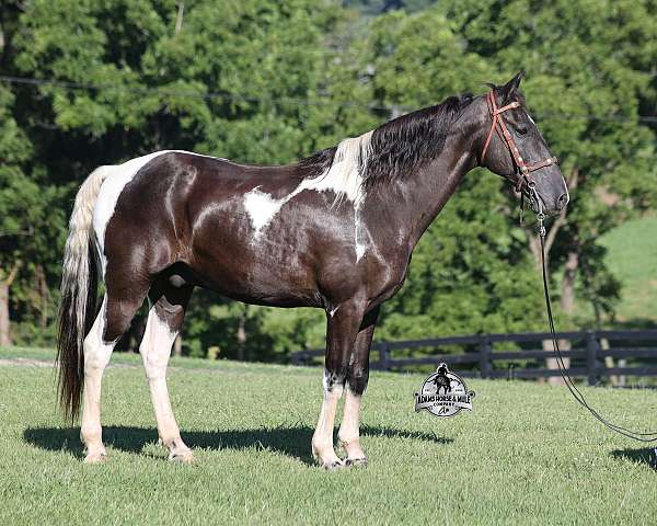 beginner-safe-tennessee-walking-horse