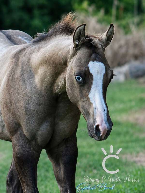 splash-white-horse
