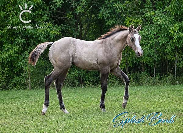 grulla-splash-white-horse