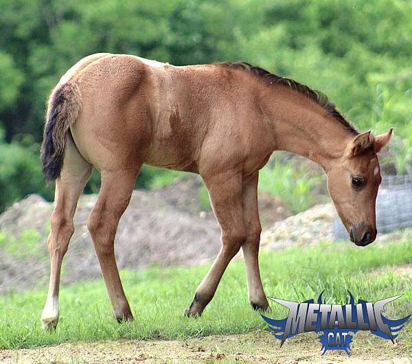 dun-factor-horse