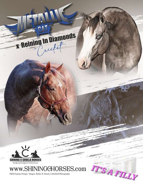 breeding-quarter-horse