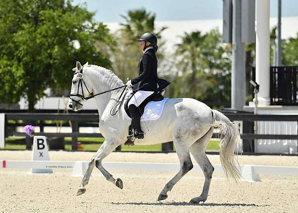 triple-registered-lusitano-horse